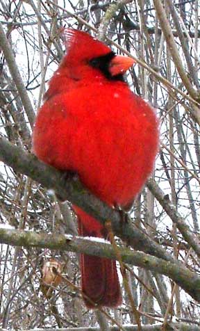 Cardinal